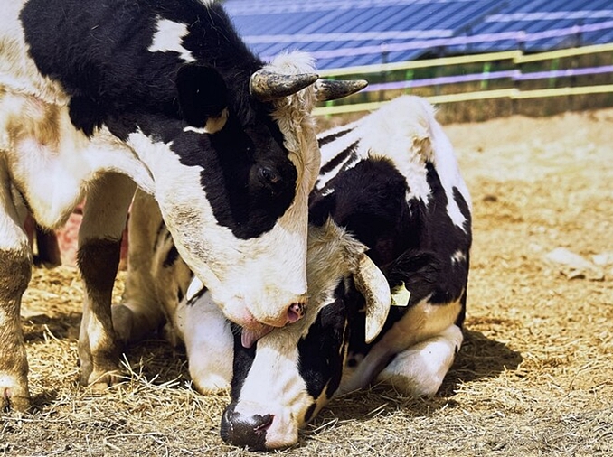  [مع الحيوانات، كوريا] ② رعاية لا استغلال.. ملاذات الحيوانات الآمنة في كوريا 